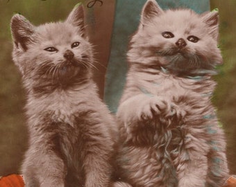 Carte postale originale de vraies photos antiques teintées à la main de chatons et de fleurs des années 40 - chat RPPC victorien édouardien vintage en relief