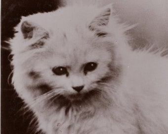 Original 1930s Darling White Long Haired Kitten Antique Real Photo Postcard - Vintage Edwardian Cat RPPC
