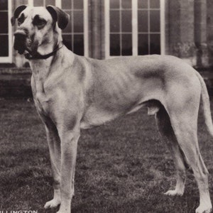Original 1940er Jahre Pedigree Brindle Deutsche Dogge ""Duke of Dillington"" Antique Real Photo Postkarte - Vintage RPPC Hund."
