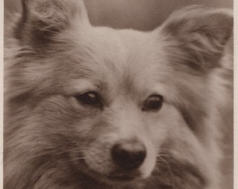 Original 1910s Spitz Dog Real Photo Postcard - Antique RPPC Vintage Edwardian Pomeranian Husky Terrier Eskimo Dog