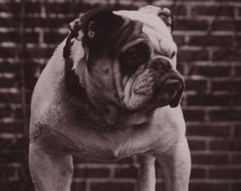 Original 1910s British Bulldog "Nuthurst Doctor" Real Photo Postcard Antique Vintage RPPC Edwardian Victorian Pet Pitbull Dog Leather Collar