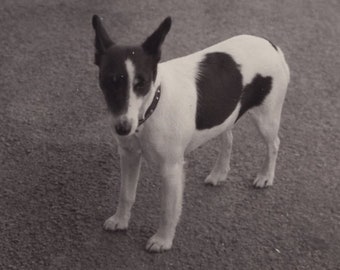 Original 1930s Jack Russell Terrier Real Photo Postcard - Antique Vintage RPPC Edwardian Victorian Pet Dog