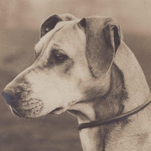 Original 1910er Jahre Wunderschöne Brindle Deutsche Dogge Antike Echtfoto Postkarte - Vintage Viktorianischer Edwardian RPPC Hund
