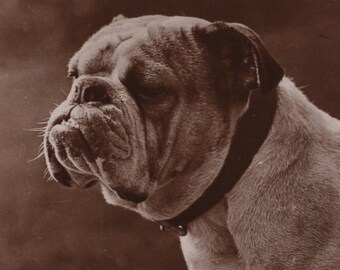 Originele jaren 1920 Britse Bulldog echte foto briefkaart - antieke vintage RPPC Edwardiaanse Victoriaanse huisdier Pitbull hond lederen halsband