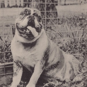 "Original "1910s ""Bully"" Maskottchen für das Mississippi State College, antike Postkarte - Vintage Edwardian Victorian Haustier Hund Bulldogge."