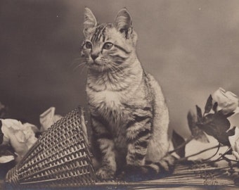 Original 1910s Darling Silver Tabby Kitten Antique Real Photo Postcard - Vintage Edwardian Cat RPPC