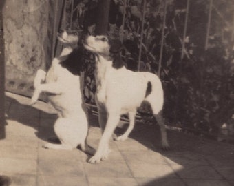 Original 1930s Two Jack Russell Terriers Real Photo Postcard - Antique Vintage RPPC Edwardian Victorian Pet Dog