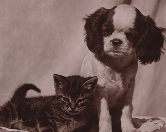 Originele jaren 1900 Cavalier King Charles Spaniel Puppy & Tabby Kitten Echte Foto Ansichtkaart - Antieke RPPC Vintage Edwardiaanse Hond bij