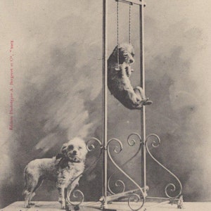Carte postale ancienne originale des années 1900 caniches cirque acrobate chiens - vintage victorien édouardien