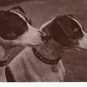 Paire originale des années 1910 de chiens Fox Terrier lisses dans une vraie carte postale ancienne de profil - RPPC victorien édouardien vintage
