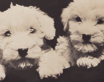 Original 1950s Sealyham Terrier Puppies Real Photo Postcard - Antique RPPC Vintage Dog