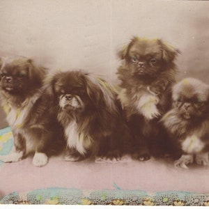 Original 1910er Jahre Vier Pedigree Pekinese Real Photo Postkarte - Antiker Vintage RPPC Edwardian Viktorianischer Haustier Hund Hand getönt