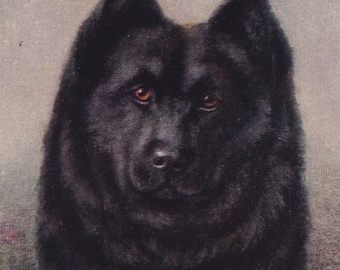 Original 1910s Chow Chow Dog Artist Signed Illustrated Postcard - Antique Vintage Maud West Watson