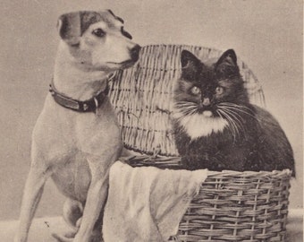 Original 1900s  Jack Russell & Black and White Cat in a Basket Antique Postcard - Vintage Victorian Edwardian Dog