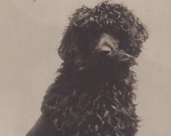 Original 1910s Beautiful Poodle Real Photo Postcard - Antique Vintage RPPC Edwardian Victorian Pet Dog