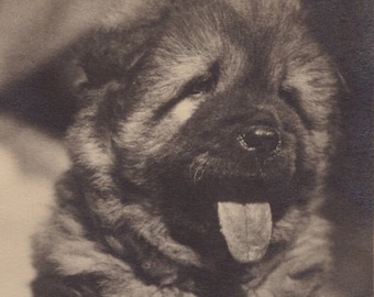Originele jaren 1930 Chow Chow Puppy Echte Foto Ansichtkaart Antieke Vintage RPPC Edwardiaanse Victoriaanse Pet