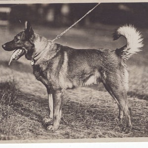 Original 1910s Elkhound Antique Real Photo Postcard - Vintage RPPC Hound Dog