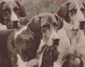 Original 1910s Fox Hounds Antique Real Photo Postcard - Vintage Victorian Edwardian Hunting Dog RPPC