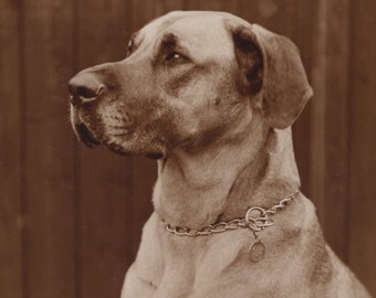 Original 1920er Jahre Brindle Deutsche Dogge mit Kettenkragen Antike Echtfoto-Postkarte - Vintage Edwardian RPPC Hund Richter Hastings