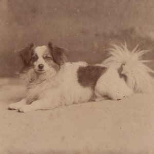 Original 1880s Darling Papillon Dog Cabinet Card Photo -  Antique Vintage Victorian Edwardian Scarborough England