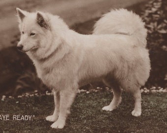 Original 1910s Samoyed Antique Real Photo Postcard - Vintage RPPC Edwardian Dog Eskimo Spitz