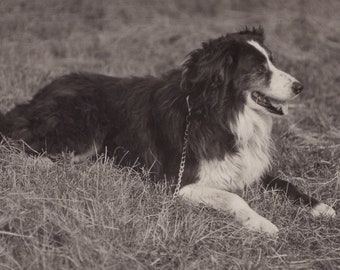 Border Collie original des années 1910 dans une vraie carte postale de photo de champ - chien de berger victorien édouardien vintage antique de RPPC