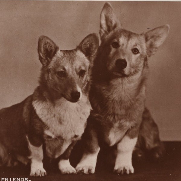 Original 1950s Welsh Corgi's Real Photo Postcard - Antique Vintage RPPC Pet Dog Cardigan