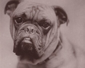 Originele jaren 1910 Britse Bulldog "The Admiral" Echte Foto Ansichtkaart Antieke Vintage RPPC Edwardiaanse Victoriaanse Huisdier Pitbull Hond Lederen Halsband