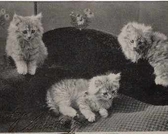 Original 1900s Darling Trio of Persian Kittens Antique Postcard - Vintage Edwardian Cat