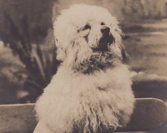 Original 1900s Beautiful White Poodle Real Photo Postcard - Antique Vintage RPPC Edwardian Victorian Pet Dog