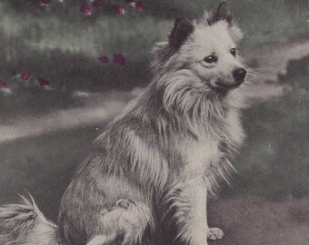 Original 1900s Pomeranian Dog Antique Postcard - Vintage Edwardian Terrier Spitz