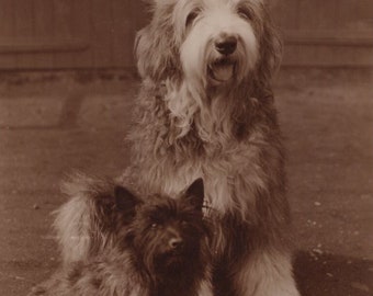 Original 1930s Cairn Terrier & Bearded Collie Real Photo Postcard - Antique Vintage RPPC Edwardian Dog