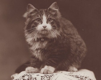 Original 1910s Darling Chunky Pet Tabby Kitten Antique Real Photo Postcard - Vintage Edwardian Cat RPPC