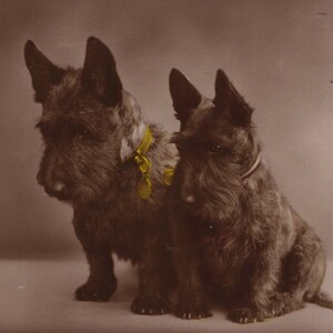 Original de la década de 1930 Scotties teñida a mano antigua foto postal - RPPC Vintage Edwardian Scottish Terrier Scotty Dog