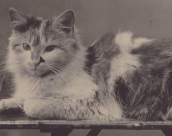Oryginalna pocztówka z kotem Calico z lat 1910. - RPPC Vintage Victorian Edwardian