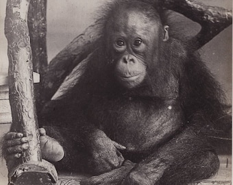 Original 1900s Pet Baby Orangutan Antique Real Photo Postcard - Vintage Victorian Edwardian Monkey