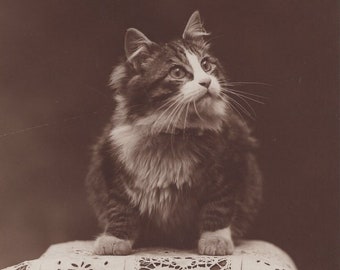 Original 1910s Darling Chunky Pet Tabby Kitten Antique Real Photo Postcard - Vintage Edwardian Cat RPPC