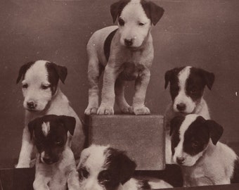 Original 1930er Jahre Glatthaar Foxterrier Welpen Antike Echtfoto Postkarte - Vintage Victorian Edwardian RPPC Hund