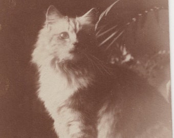 Original 1910s Pet Tabby Persian Cat on a Lead Antique Real Photo Postcard - RPPC Vintage Victorian Edwardian