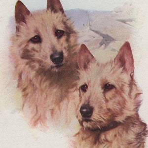 Cartolina illustrata originale West Highlight White Terrier degli anni '10 firmata dall'artista - Antico cane edoardiano vintage Arthur Wardle Westie