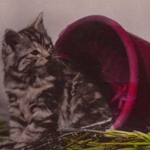 Originale cartolina fotografica antica degli anni '10 con gattino Darling Tabby in un vaso di fiori - Gatto edoardiano d'epoca RPPC colorato a mano