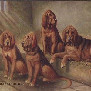 Bloodhound stuff top