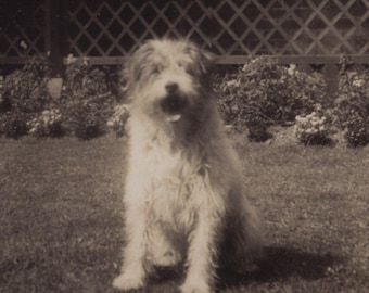 1930er Jahre Rauhaar Foxterrier Hund im Garten Antike Real Photo Postkarte