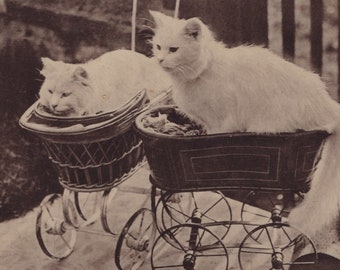 Original 1900s White Persian Cats in a Baby Pram Antique Postcard - Vintage Edwardian Cat