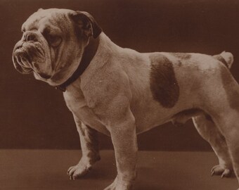 Original 1920s British Bulldog Real Photo Postcard - Antique Vintage RPPC Edwardian Victorian Pet Pitbull Dog Leather Collar