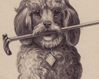 Original 1910s Poodle Artist Signed Illustrated Postcard - Antique Vintage Edwardian Victorian Dog
