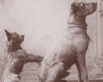Fotografía original de un terrier irlandés y su cachorro de la década de 1910. Postal antigua de la época eduardiana con fotografía real de un perro.