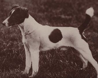 Original 1910s Smooth Fox Terrier Dog Antique Real Photo Postcard - Vintage Victorian Edwardian RPPC