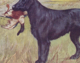 Postal ilustrada original de principios del siglo XX con un Flat Coated Retriever, firmada por el artista George Vernon Stokes - Lámina artística antigua de estilo eduardiano con diseño de perro.