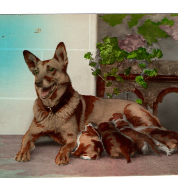 Original 1930s German Shepherd and Puppies Real Photo Postcard - Antique Vintage RPPC Hand Tinted Dog